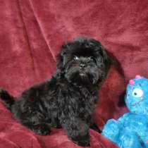 Мальтипу. Black boy, в г.Ascheberg