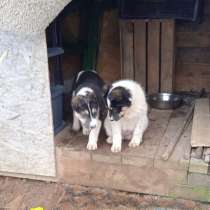 Маленькие хорошенькие хвостики, в Санкт-Петербурге