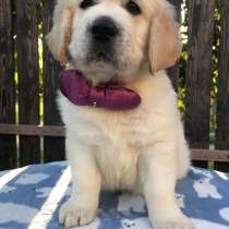 Щенки золотистого ретривера, в г.Одесса