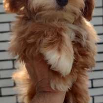 Мальтипу F - 1. Мини, в г.Кёльн