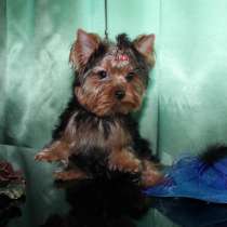 Маленькая девочка Йоркширского терьера, в Москве
