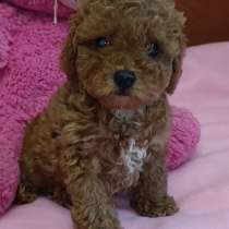 Той пудель. Red, в г.Гамбург