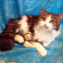 Принцесса домашнего уюта ищет своё королевство, в Санкт-Петербурге