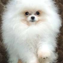 Померанский шпиц, в г.Мюнхен