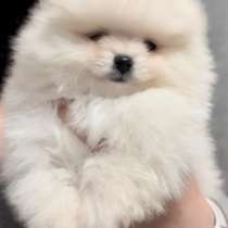 Померанский шпиц, в г.Alheim