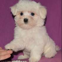 Мальтезе. Мелкий стандарт, в г.Берлин