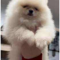 Померанский шпиц. Мини, в г.Wahlen