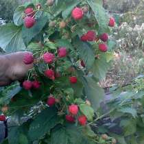 Рассада\саженцы малины, в г.Луганск