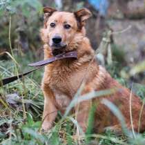 Небольшой рыжий лапочка-пёс, в Санкт-Петербурге