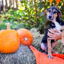 Сириус в поисках дома, в г.Хельсинки