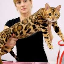 Бенгальские котята в разведение, в г.Таллин