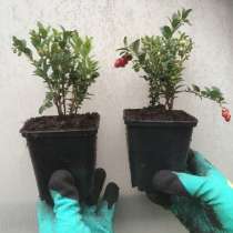 Клюква саженцы. Доставка РФ, в г.Минск