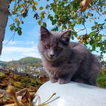 Красивая пушистая кошечка-подросток, в Санкт-Петербурге