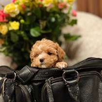 Мальтипу f1, в г.Дубай