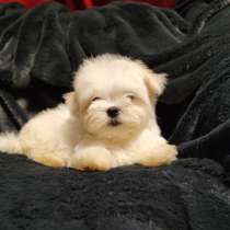 Maltese. Mini boy, в г.Нюрнберг