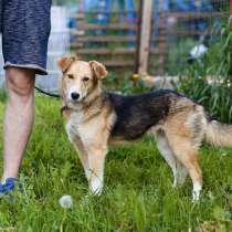 Милая маленькая собачка ищет дом, в Санкт-Петербурге