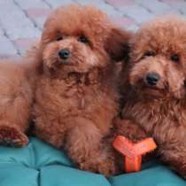 Пудель. Red, в г.Газиантеп