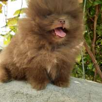 Померанский шпиц. Мини. Chocolate, в г.Blomberg