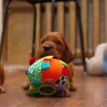 Супер шикарные детки Ирландского сеттера, в г.Вильнюс