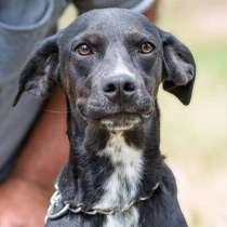 Патти - активная девочка-щенок ищет дом!, в Санкт-Петербурге