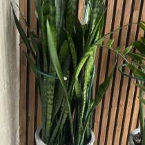 Комнатные растения, в Видном