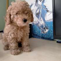 Той пудель, в г.Николаев