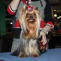 Вязка Йоркширских терьеров. Курносый кобель, в Москве