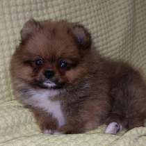 Померанский шпиц, в г.Lichtenberg