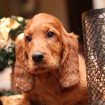 Щенки Ирландского сеттера, в г.Варшава