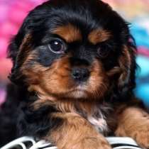 Cavalier King Charles Spaniel. Black tan boy, в г.Берлин