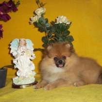 Померанский шпиц (девочка), в г.Старобельск