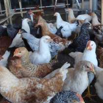 Петушки кохинхин и помесные, в Санкт-Петербурге