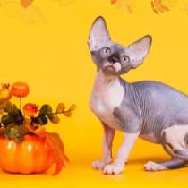 Эльф, Двэльф, бамбино, сфинкс - друг крокодила!, в Челябинске