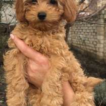 Poodle. Apricot boy, в г.Namborn