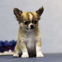 Щенки длиношерстного чихуахуа, в г.Ганновер