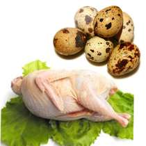 Перепелиные мясо и яйца, в Санкт-Петербурге
