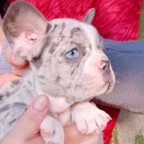 Французы милашки, в Москве