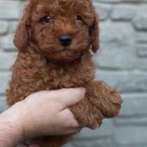 Пудель. Red and red brown, в г.Нюрнберг