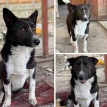 Собака Аннушка, в Анапе