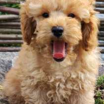 Той пудель, в г.Merenberg