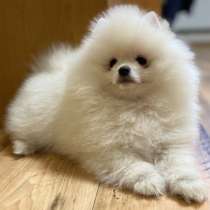 Померанский шпиц, в г.Monsheim