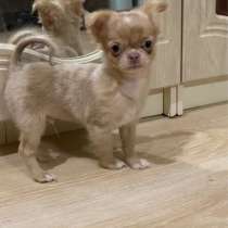 Chihuahua small standard. Boy, в г.Felde