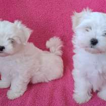 Мальтийская болонка, в г.Берлин