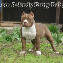 Американские булли, в г.Хельсинки