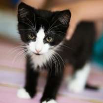 Озорной котёнок Том ищет дом, в Санкт-Петербурге