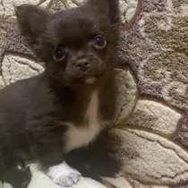 Чихуахуа. Chocolate. Boy, в г.Франкфурт-на-Майне