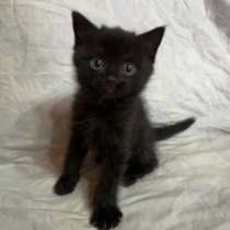 Вислоухие котята 4 штуки, в Москве