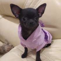 Голубая гш чихуахуа девочка недорого, в Москве