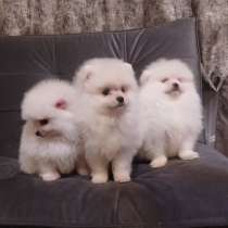 Pomeranian spitz, в г.Freisen