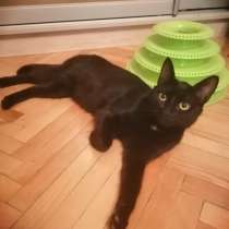 Красивая грациозная черная кошка, в Санкт-Петербурге